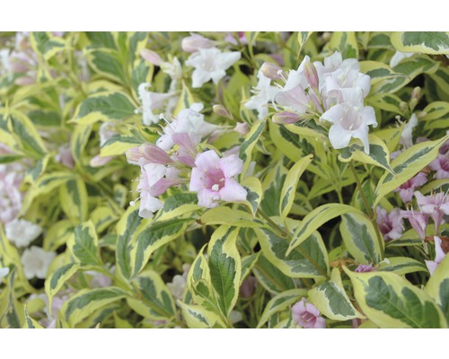 FLORASELF Weigela Weigela florida 'White Lightning' potmaat Ø23 cm H 50-60 cm Bloeiende Weigelia met bont blad