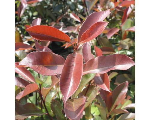 FLORASELF Glansmispel Photinia fraseri 'Camilvy' potmaat Ø23.5 cm H 50-60 cm Glanzende, groenblijvende Glansmispelhaag voor de tuin