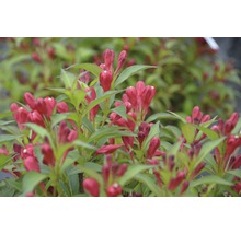Close-up van een Weigelia plant met bloemknoppen en bladeren
