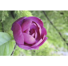 Close-up van een purperrode magnoliabloem