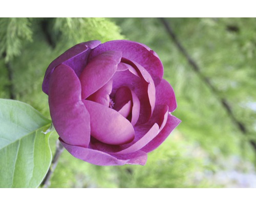 FLORASELF Beverboom Magnolia 'Black Tulip' potmaat Ø 28,0 cm H 100-125 cm Close-up van een purperrode magnoliabloem