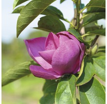 Close-up van een purperrode magnoliabloem met groene bladeren