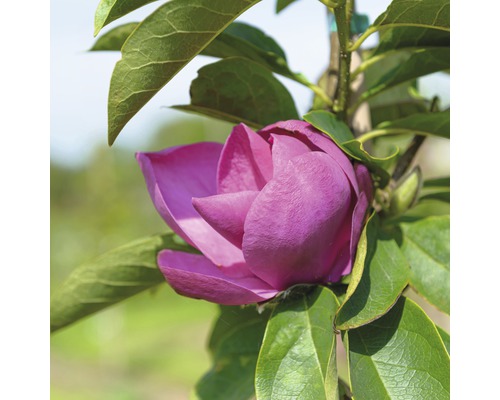 FLORASELF Beverboom Magnolia 'Cleopatra' potmaat Ø 28,0 cm H 100-125 cm