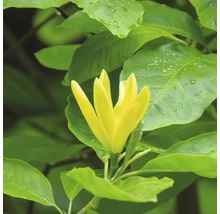FLORASELF Beverboom Magnolia 'Daphne' potmaat Ø 28,0 cm H 100-125 cm