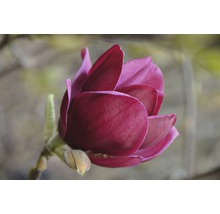 FLORASELF Beverboom Magnolia 'Genie' potmaat Ø 28 cm H 100-125 cm