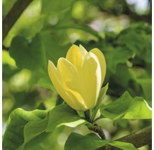 Gele magnolia bloem met groene bladeren