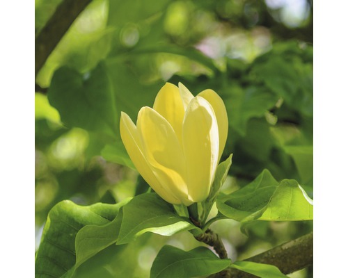 FLORASELF Beverboom Magnolia 'Yellow Bird' potmaat Ø 28,0 cm H 100-125 cm Gele magnolia bloem met groene bladeren