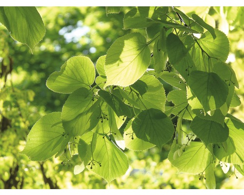 FLORASELF Koningslinde Tilia Europaea 'Pallida' potmaat Ø 40 cm H 300 cm Close-up van bladeren en bloeiwijzen van een linde.