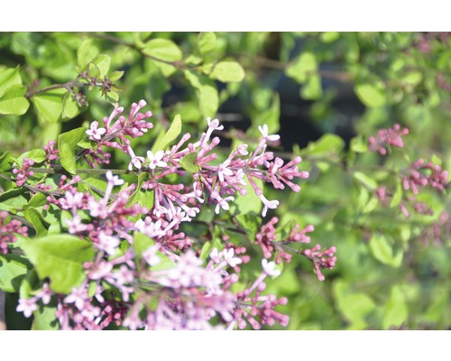 FLORASELF Dwergsering Syringa BLOOMERANG ® 'Pink Perfume' potmaat Ø 23,0 cm H 60-100 cm FLORASELF Dwergsering Syringa BLOOMERANG ® 'Pink Perfume' potmaat Ø 23,0 cm H 60-100 cm