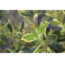 Hulst met groen-gele bladeren