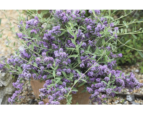Vlinderstruik met lila bloemen in een plantenbak