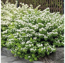 Bloeiende spierstruik in de tuin