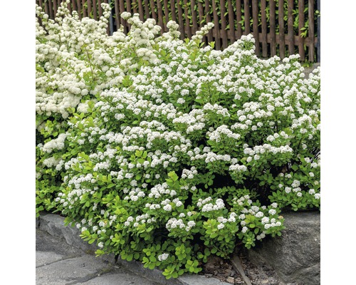 FLORASELF Spierstruik Spiraea betulifolia 'Torgold' potmaat Ø21 cm H 25-30 cm Bloeiende spierstruik in de tuin