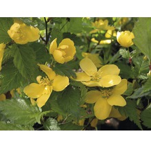 FLORASELF Ranonkelstruik Kerria japonica 'Golden Guinea' potmaat Ø 28 cm H 80-100 cm