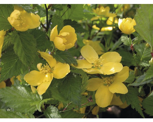 FLORASELF Ranonkelstruik Kerria japonica 'Golden Guinea' potmaat Ø 28 cm H 80-100 cm