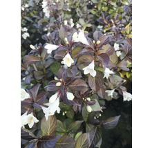Close-up van een Weigelia met witte bloemen en donker blad.