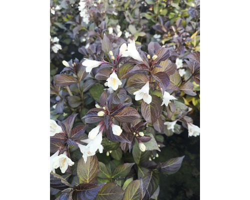 FLORASELF Weigelia Weigela florida 'Ebony and Ivory' potmaat Ø 28,0 cm H 80-100 cm