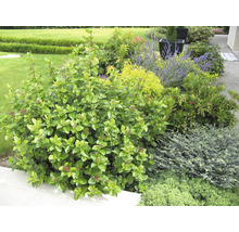 Tuin met diverse planten en struiken