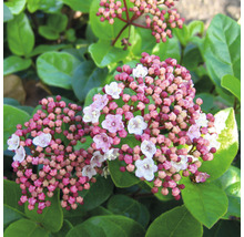Bloeiende Viburnum tinus met knoppen en bloemen