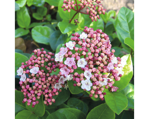 Bloeiende Viburnum tinus met knoppen en bloemen