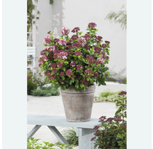 Vetkruid in pot op een tuinbank