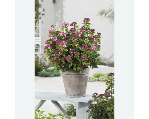 Vetkruid in pot op een tuinbank