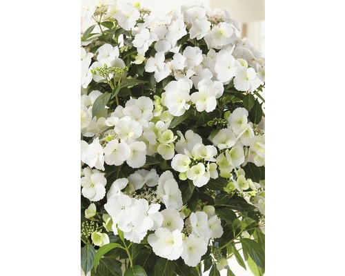 FLORASELF Hortensia Hydrangea Runaway Bride ® 'Snow White' potmaat Ø 23.0 cm H 50-60 cm