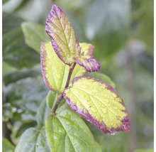 Close-up van Cornus Kousa bladeren met waterdruppels
