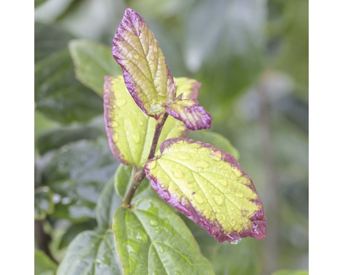FLORASELF Perzisch IJzerhout Parrotia persica 'Persian Spire' potmaat Ø 23 cm H 60-80 cm FLORASELF Perzisch IJzerhout Parrotia persica 'Persian Spire' potmaat Ø 23 cm H 60-80 cm