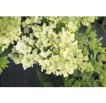 FLORASELF Pluimhortensia Hydrangea paniculata 'Magical Matterhorn' potmaat Ø 23.0 cm H 50-60 cm