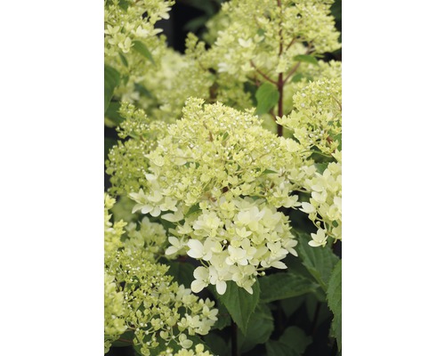 FLORASELF Pluimhortensia Hydrangea paniculata 'Magical Andes' potmaat Ø 23.0 cm H 50-60 cm