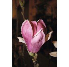 Close-up van een magnoliabloem