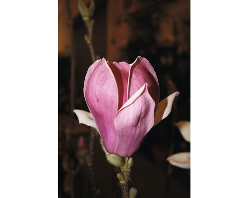 FLORASELF Beverboom Magnolia 'Satisfaction' potmaat Ø 28 cm H 100-125 cm