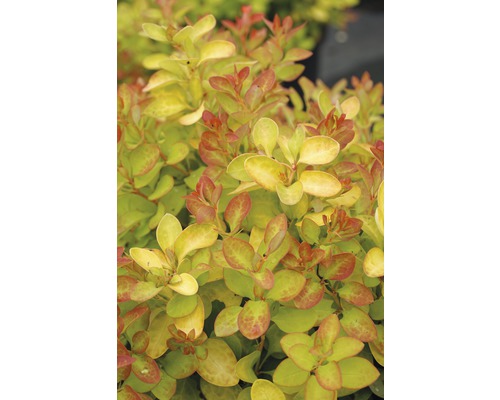 FLORASELF Zuurbes Berberis thunbergii 'Limoncello' potmaat Ø21 cm H 30-40 cm Op de afbeelding is een Berberis met bladeren te zien.