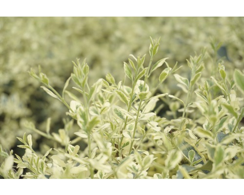 Op de afbeelding is een kardinaalsmuts te zien.