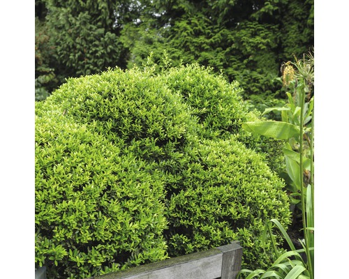Close-up van een buxus in de tuin.