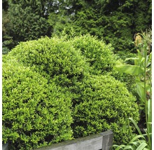 In de tuin staan drie ronde, gesnoeide buxussen.