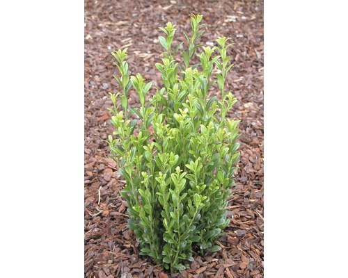 Buxusplant in tuinperk