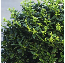 Groenblijvende buxus met ronde vorm