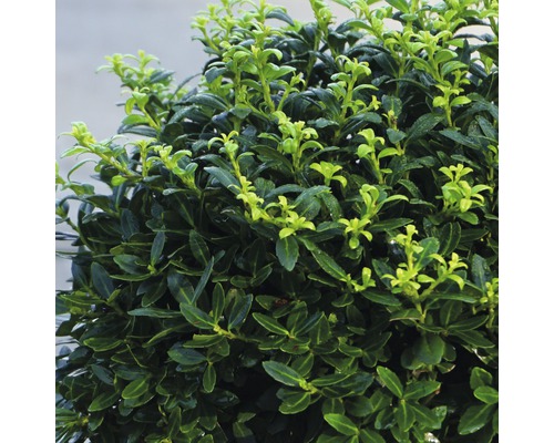 Groenblijvende buxus met ronde vorm