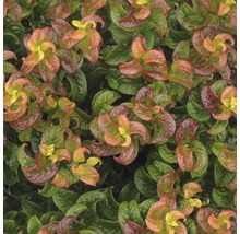 FLORASELF Druifheide Leucothoe axillaris 'Twisting Red' potmaat Ø 23 cm H 30-40 cm