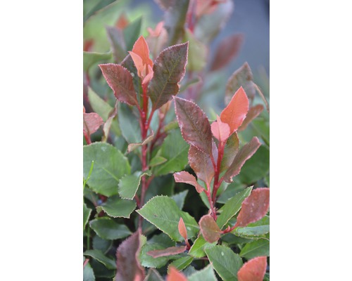 Glansmispelplant met bladeren