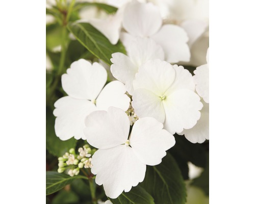 FLORASELF Hortensia Hydrangea Runaway Bride ® 'Snow White' potmaat Ø 19.0 cm H 40-50 cm