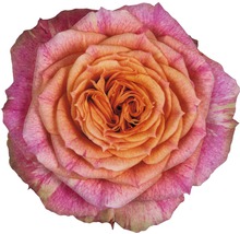 Close-up van een veelkleurige rozenbloem