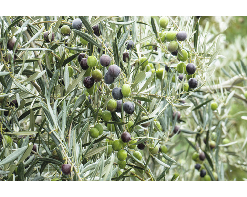 Close-up van een olijfboom met olijven