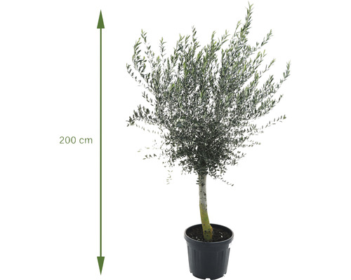 Olijfboom in pot, circa 200 cm hoog