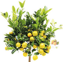 Mandarijnboom met vruchten en groene bladeren