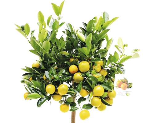 Mandarijnboom met vruchten en groene bladeren