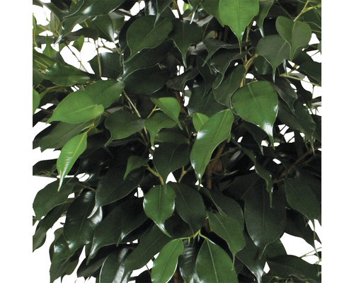 Close-up van een kamerplant met groene bladeren.