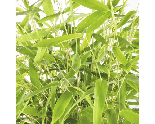 Bamboeplant met groene bladeren